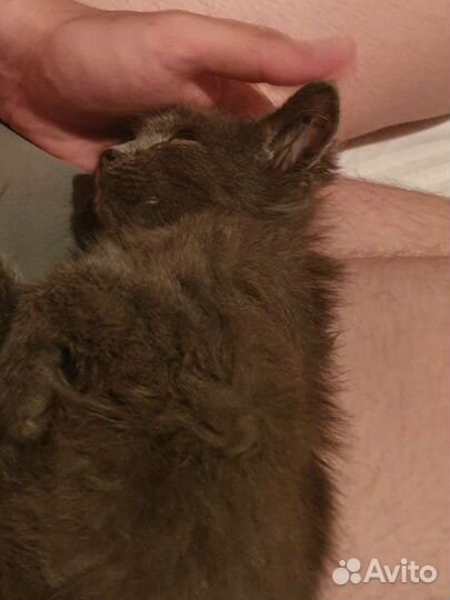 Котенок в добрые руки девочка