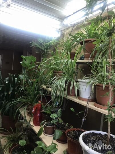 Комнатные цветы