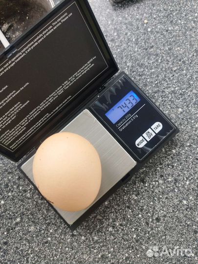 Куры несушки продам