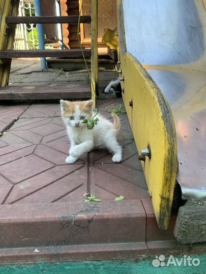 Котята мама красивая британка