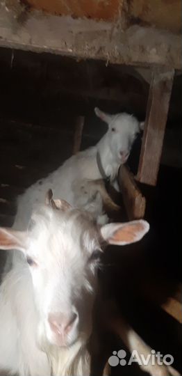 Продам козу и козлят