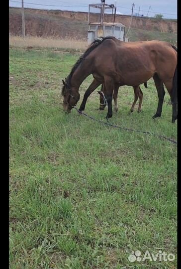В частную конюшню нужен конюх