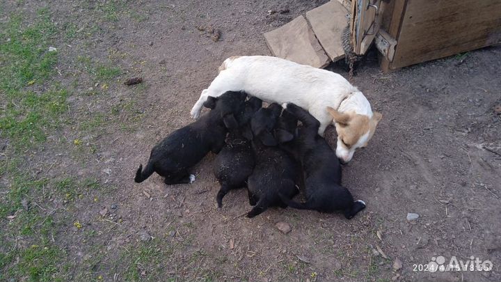 Щенки джек рассел терьер в добрые руки