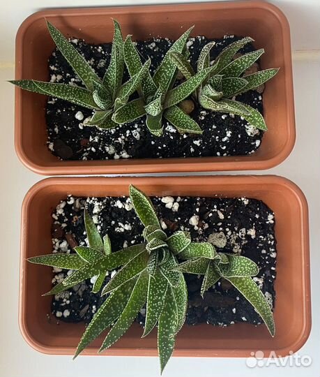 Хавортия набор