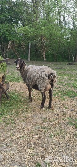 Овцы бараны ягнята