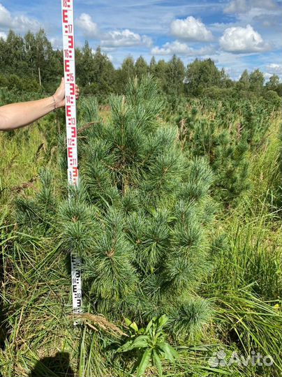 Ель / Сосна / Кедр осенняя зимняя посадка