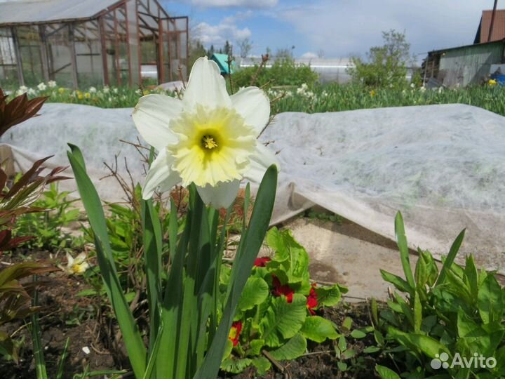 Нарциссы сортовые
