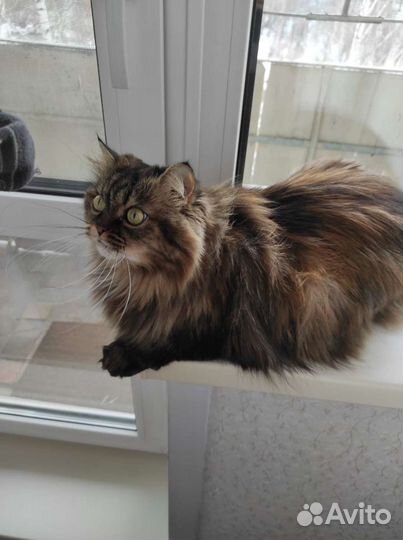 Кошки в добрые руки бесплатно