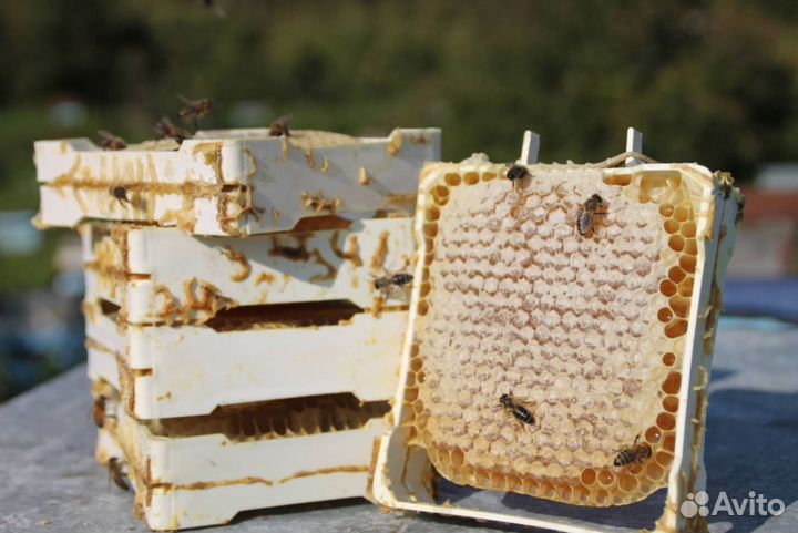 Мёд натуральный с Алтая оптом