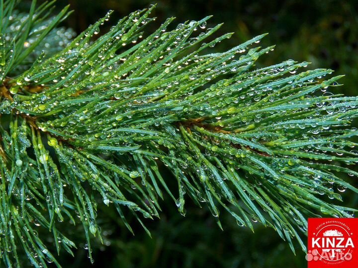 Сосна обыкновенная всех размеров