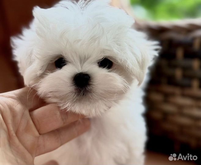 Мальтезе девочки