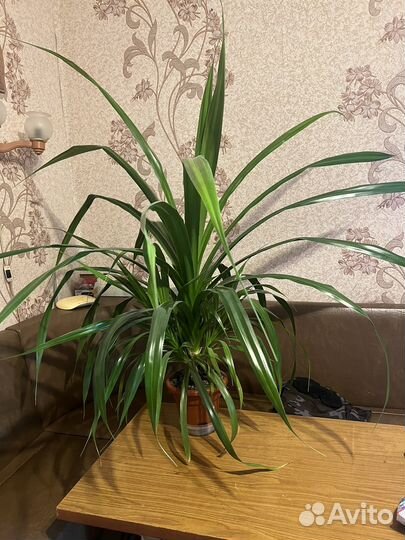 Комнатные цветы