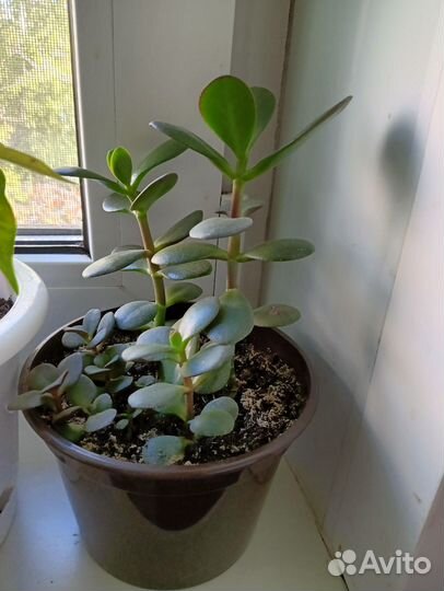 Толстянка денежное дерево