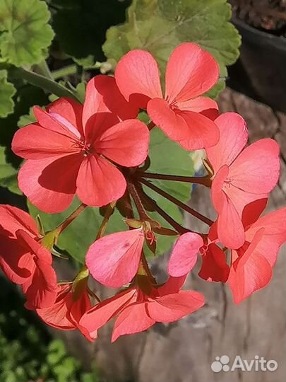 Герань(пеларгония)
