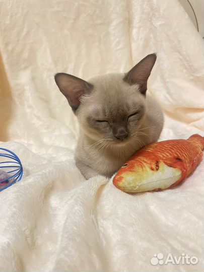 Бурманские котята