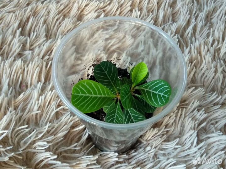 Комнатные цветы бесплатно