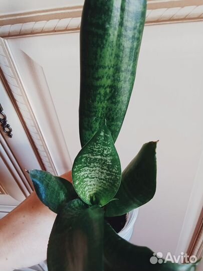 Сансевиерия Ханни