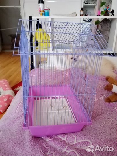 Амадины птенцы