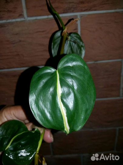 Филодендроны