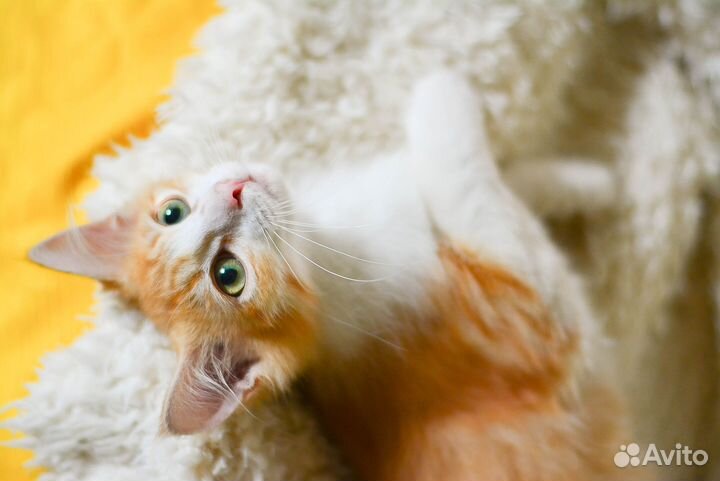 Рыжие девочки солнышки