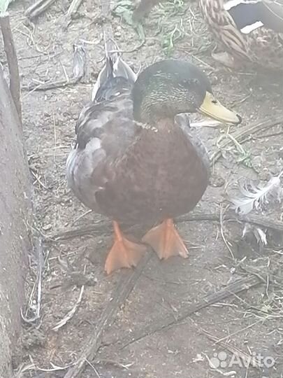 Утки подсадные для охоты