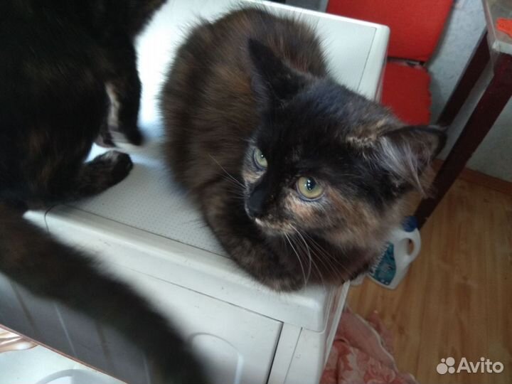 Отдам в хорошие руки двух кошечек