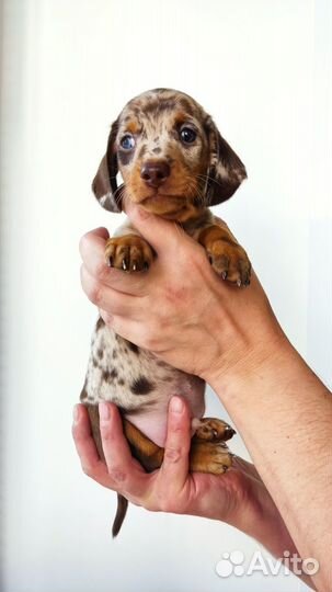 Щенки кроличьей/миниатюрной таксы