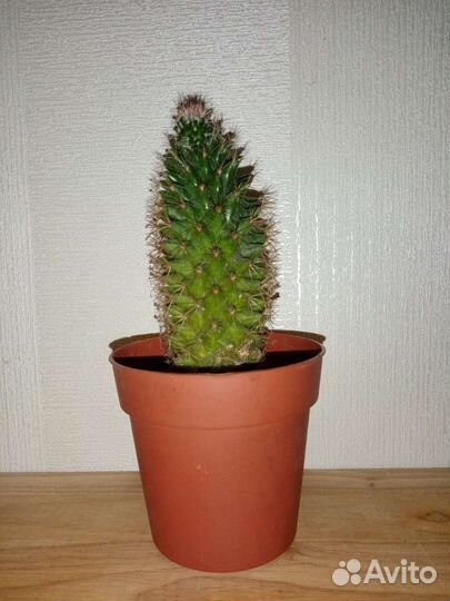 Кактус, толстянка, гастерия