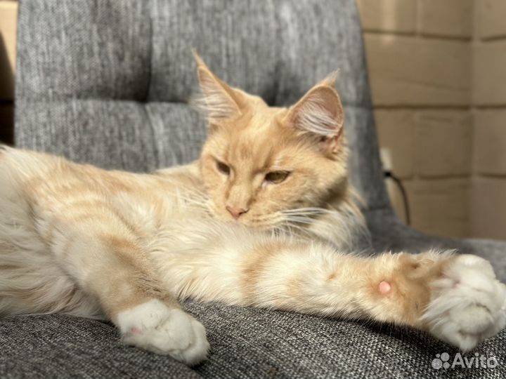 Кошка мейкун