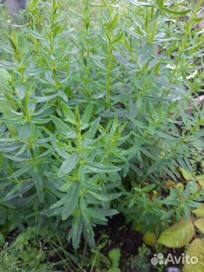 Иссоп лекарственный