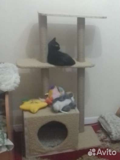 Кошка в дар бесплатно