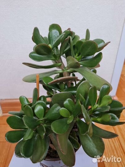Денежное дерево (толстянка)