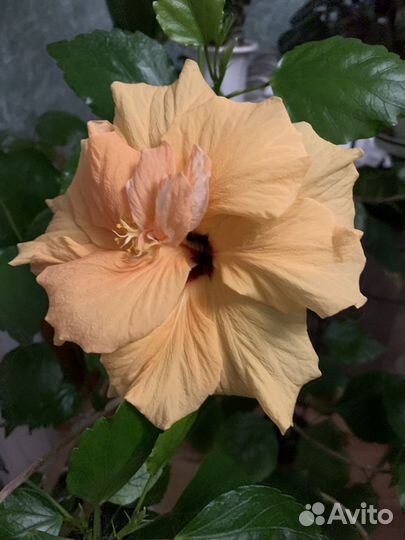 Сортовые гибискусы