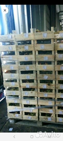 Виноград Августин