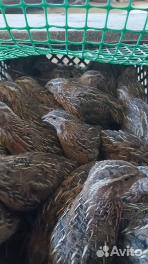 Перепел для охоты и для корма животным