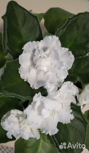 Фиалка белая невеста