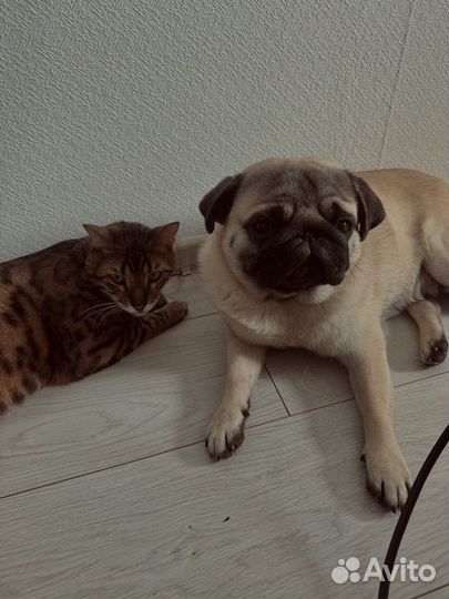 Мопс вязка мальчик