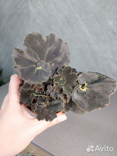 Бегония Rex Dark Mambo