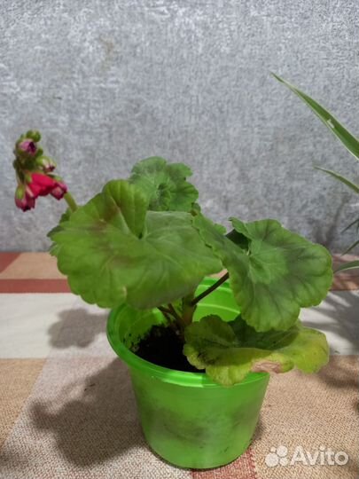 Комнатные цветы