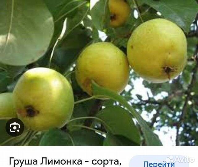 Черенки груши лимонка, жевой срез