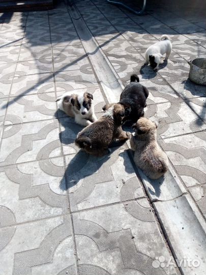 Собака в добрые руки отдам бесплатно щенки