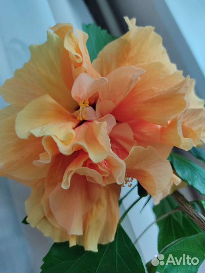 Гибискусы махровые, китайская роза