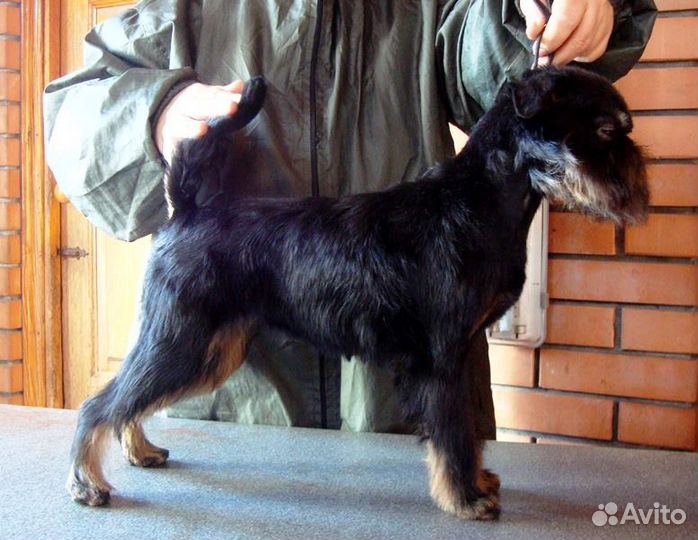 Стрижка собак и кошек