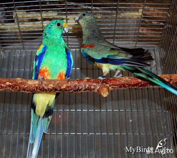 Разноцветные певчие попугаи