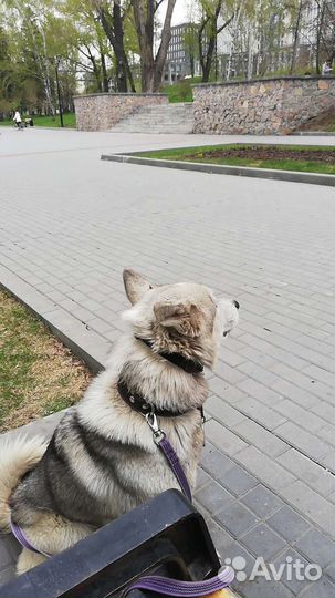 Выгуливать собак работа