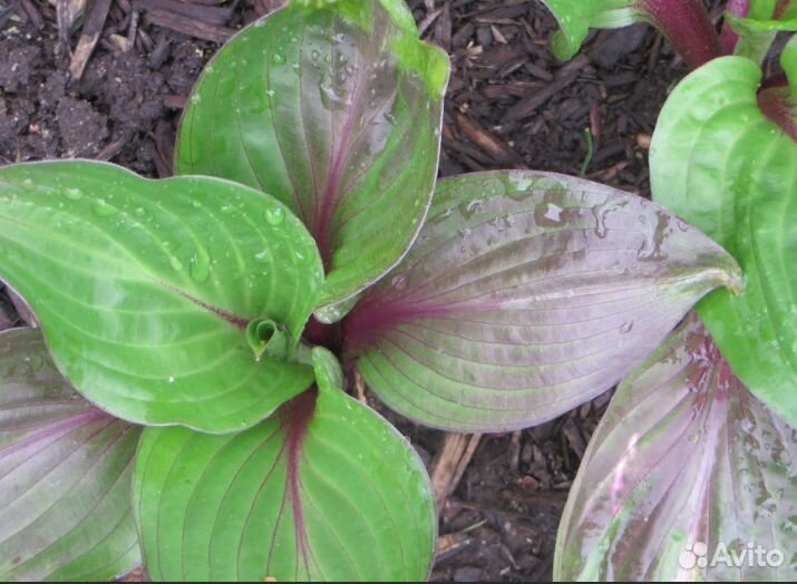 Коллекционные,мини,маусы и др.хосты. Много сортов