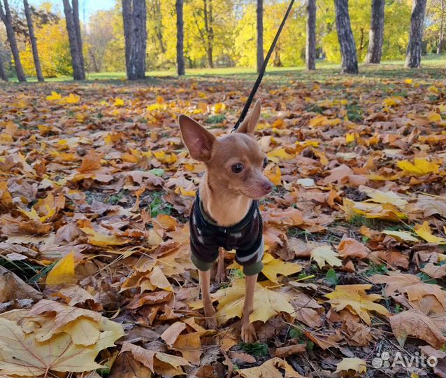 Русский той-терьер вязка