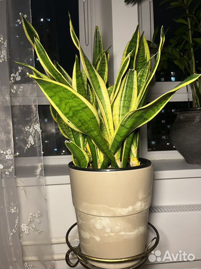 Цветок щучий хвост