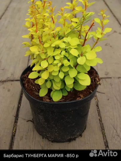 Хвойные растения, туи