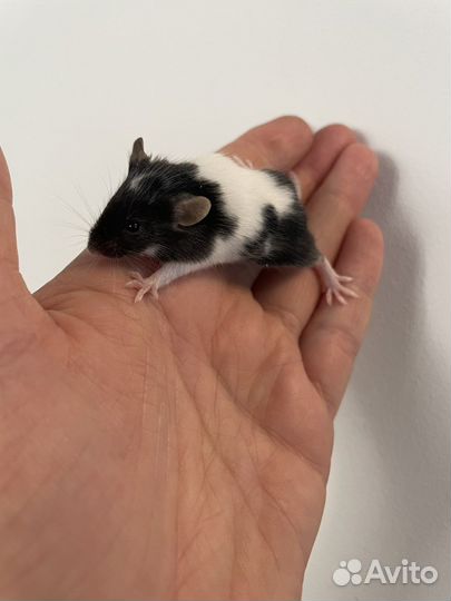 Декоративные мыши мышата